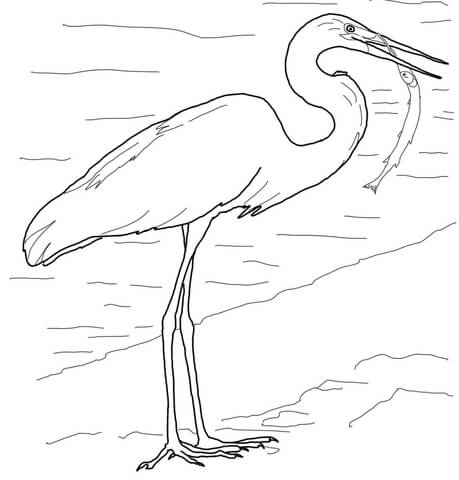 Great Egret With Fish In Beak Coloring Page